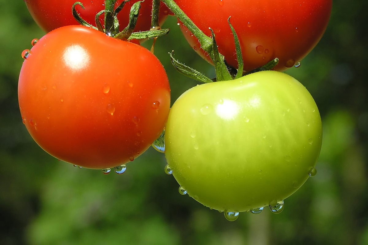 Manger Des Tomates Bien M Res Maximag Fr