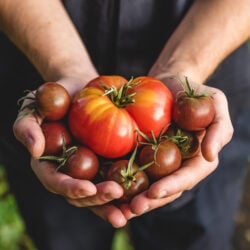 À chaque variété de tomates sa recette !