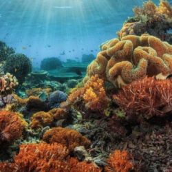 La surchauffe des océans menace les écosystèmes marins