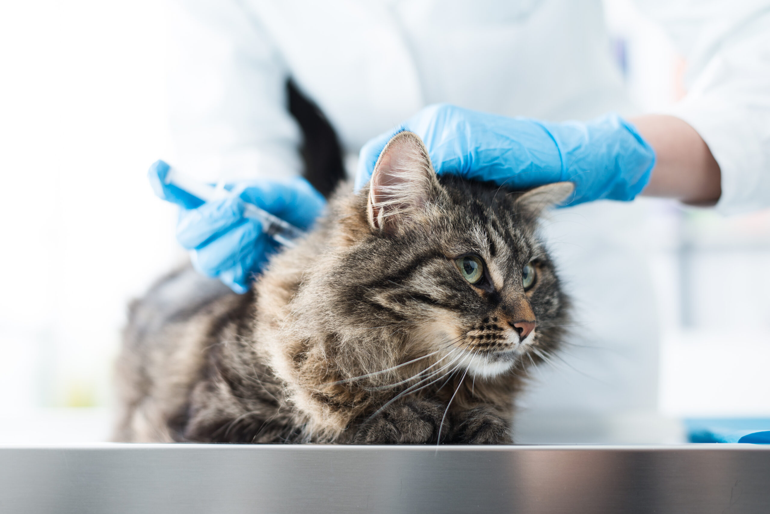 Assurance pour chat : comment ça marche et à quoi ça sert ?