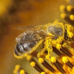 Les pollens s&rsquo;installent : comment s&rsquo;en prémunir ?