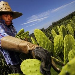 Mexique : le cactus pour produire du plastique biodégradable ?