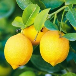 Le citron européen, un agrume aux multiples bénéfices