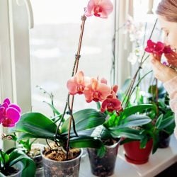7 conseils pour de belles orchidées