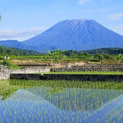 Les rizières de Bali : 50 nuances de vert