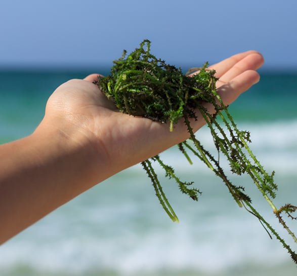 Les algues, simples de la mer- Plantes et Santé