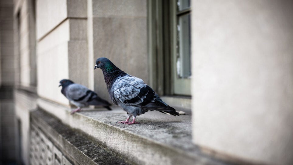 Savon repoussant les pigeons