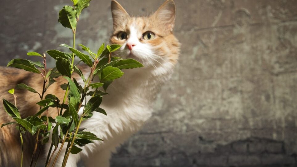 Chat éloigné des plantes