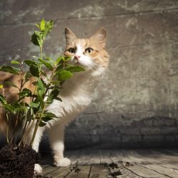 Chat éloigné des plantes